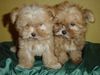 Bolonka Zwetna Foto: Art of Highclass Odette und Ornella (ID 16223) Bolonka Zwetna Hund