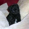 Bolonka Zwetna Foto: Bentley mit 8 Wochen (ID 46730) Bolonka Zwetna Hund