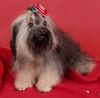 Bolonka Zwetna Foto: Rus.Ch. LADUSHKI BAHROMA (ID 19829) Bolonka Zwetna Hund