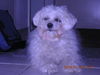 Bolonka Zwetna Foto: Das ist Larry ein waschechter Bolonka Zwetna nur halt in weiß und des gibts net oft!!! (ID 27672) Bolonka Zwetna Hund