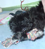 Bolonka Zwetna Foto: Momo im Kampf mit der Baumwollhantel (ID 30740) Bolonka Zwetna Hund