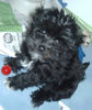 Bolonka Zwetna Foto: mein kleiner Momo mit 13 Wochen (ID 30739) Bolonka Zwetna Hund