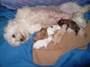 Bolonka Zwetna Foto: unsere snowly mit welpen (ID 32455) Bolonka Zwetna Hund