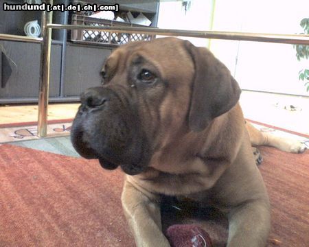 Bordeauxdogge Hunde Foto 24989 Bordeauxdogge Dusty (Schwarzmaske) 11 Monate alt