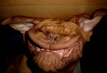 Bordeauxdogge Hunde Foto 29655 in höherer Auflösung ansehen Bordeauxdogge Bitte recht freundlich!!!!!