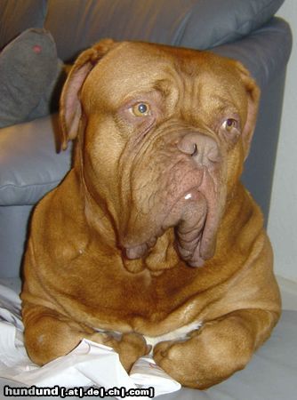 Bordeauxdogge Hunde Foto 18470 in höherer Auflösung ansehen Bordeauxdogge was guckst Du