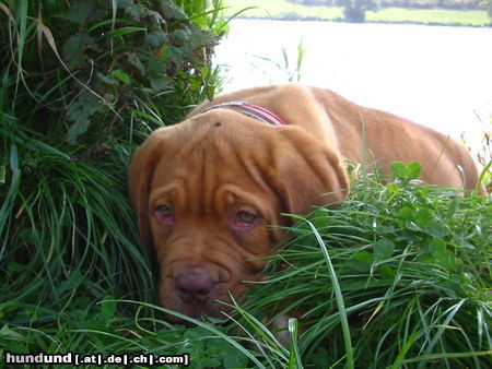 Bordeauxdogge Hunde Foto 24848 in höherer Auflösung ansehen Bordeauxdogge Kronos, 12 Wochen