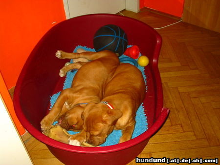 Bordeauxdogge Hunde Foto 24955 in höherer Auflösung ansehen Bordeauxdogge Kronos und Rhea