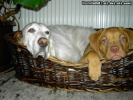 Bordeauxdogge Hunde Foto 18413 Bordeauxdogge Cleo & Nela in ihrem geliebten Korb, denn teilen muss sein....