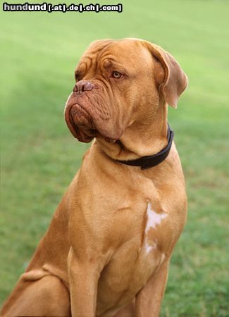 Bordeauxdogge Hunde Foto 15076 in höherer Auflösung ansehen Bordeauxdogge Ein Besucher bei einer Windhundeausstellung