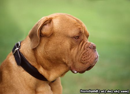 Bordeauxdogge Hunde Foto 15077 in höherer Auflösung ansehen Bordeauxdogge Ein Besucher bei einer Windhundeausstellung