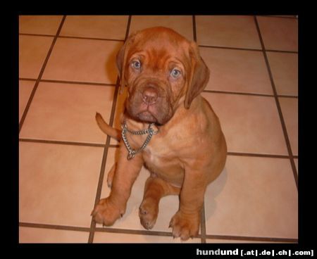 Bordeauxdogge Hunde Foto 15653 Bordeauxdogge Das ist unser Pepper vor 10 Monaten!