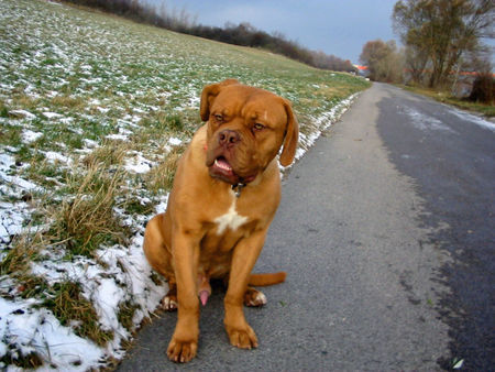 Bordeauxdogge Hunde Foto 26950 in höherer Auflösung ansehen Bordeauxdogge Nochmals Smoody