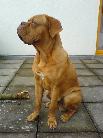 Bordeauxdogge Hunde Foto 31572 in höherer Auflösung ansehen Bordeauxdogge Benson (11 Mon)