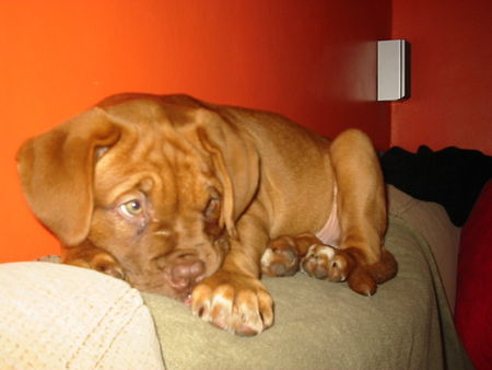 Bordeauxdogge Hunde Foto 28838 in höherer Auflösung ansehen Bordeauxdogge Hercegnö 13 Wochen