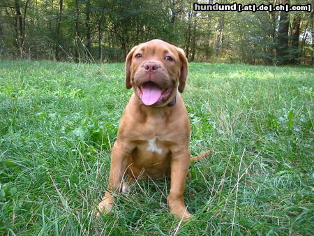 Bordeauxdogge Hunde Foto 25246 in höherer Auflösung ansehen Bordeauxdogge Rhea 14 Wochen