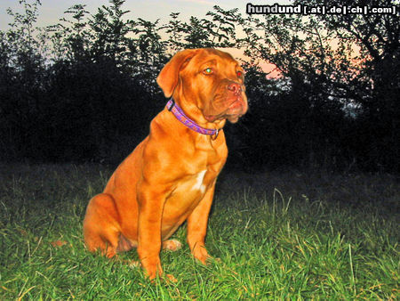 Bordeauxdogge Hunde Foto 26194 in höherer Auflösung ansehen Bordeauxdogge Bin ich nicht schön?