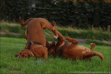 Bordeauxdogge Bordeauxdoggen beim Toben