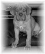 Bordeauxdogge Hunde Foto 24930 in höherer Auflösung ansehen Bordeauxdogge Benson mal schwarz-weiß
