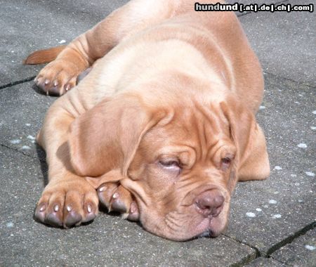 Bordeauxdogge Hunde Foto 24684 in höherer Auflösung ansehen Bordeauxdogge Benson beim Sonnen