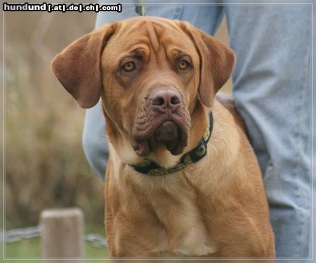 Bordeauxdogge Hunde Foto 45157 in höherer Auflösung ansehen Bordeauxdogge