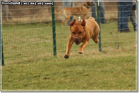 Bordeauxdogge Flughund