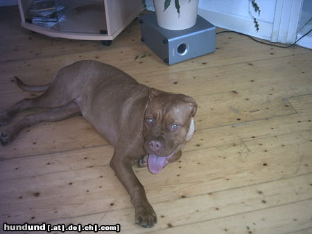 Bordeauxdogge Hunde Foto 24417 in höherer Auflösung ansehen Bordeauxdogge die Emma (8 Monate)