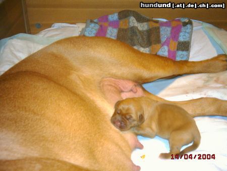 Bordeauxdogge Hunde Foto 10640 Bordeauxdogge Ich bin ein Bordeauxdoggen-Baby
