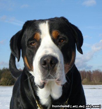 Bordeauxdogge Hunde Foto 20733 Bordeauxdogge Anton (Samson) 4 years old