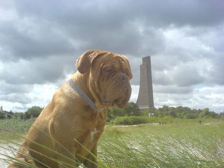 Bordeauxdogge Benson in Laboe2