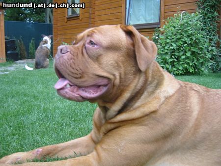 Bordeauxdogge Hunde Foto 21876 Bordeauxdogge Darla 2Jahre aus Wien