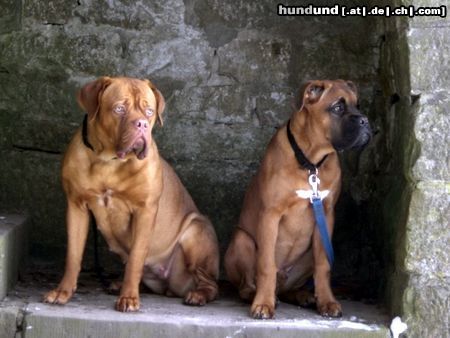 Bordeauxdogge Hunde Foto 19654 Bordeauxdogge