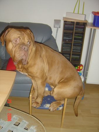 Bordeauxdogge Hunde Foto 29511 Bordeauxdogge Ha das wäre doch gelacht wenn ich da nicht drauf passe