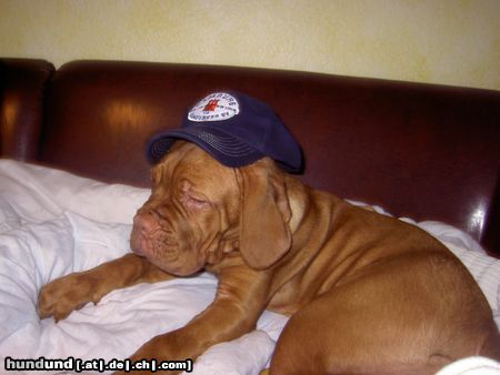 Bordeauxdogge Hunde Foto 17367 Bordeauxdogge Lulu mit 4 Monaten - schon HSV-Fan...