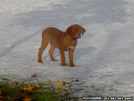 Bordeauxdogge Hunde Foto 17368 Bordeauxdogge Lulu´s erster Schnee mit 4 Monaten...