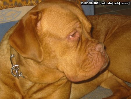 Bordeauxdogge Hunde Foto 16811 Bordeauxdogge Dahrla 22 Monate