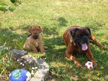 Bordeauxdogge Großer Opa Rocky (Boxer)und kleiner Bruno