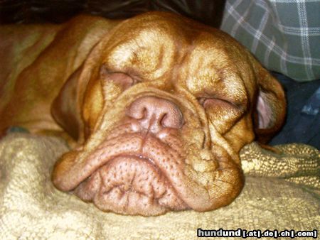 Bordeauxdogge Hunde Foto 6027 Bordeauxdogge Schlafen ist so schön