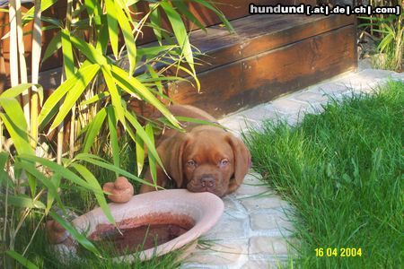 Bordeauxdogge Hunde Foto 10987 Bordeauxdogge Ach, geht's mir gut...!
