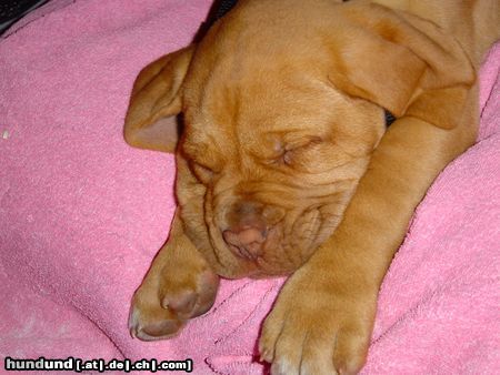 Bordeauxdogge Hunde Foto 13337 Bordeauxdogge Unser müdes Baby ´Joker´