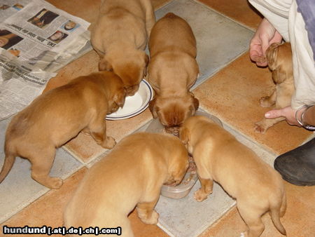 Bordeauxdogge Hunde Foto 26688 in höherer Auflösung ansehen Bordeauxdogge das is wahre mama liebe,einfach süss