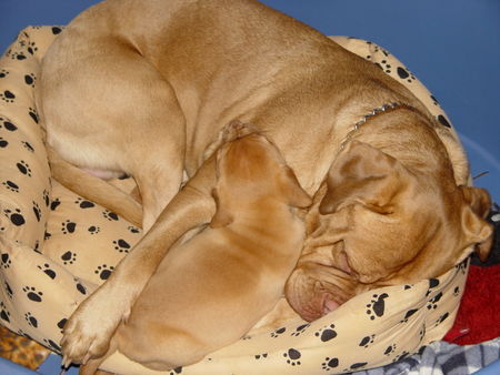 Bordeauxdogge Hunde Foto 27308 in höherer Auflösung ansehen Bordeauxdogge bei papa schlafen das is toll