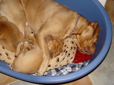 Bordeauxdogge Hunde Foto 27309 in höherer Auflösung ansehen Bordeauxdogge das ist mein papa
