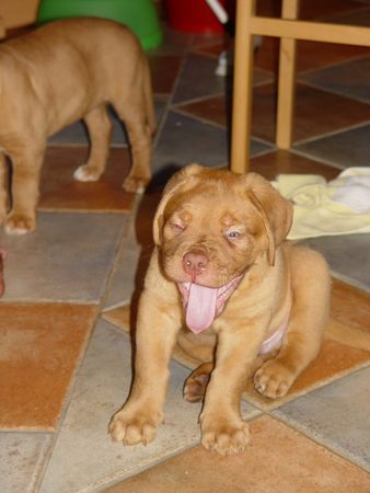 Bordeauxdogge Hunde Foto 27306 in höherer Auflösung ansehen Bordeauxdogge so eine müsse maus