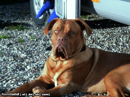 Bordeauxdogge Hunde Foto 14877 in höherer Auflösung ansehen Bordeauxdogge Horst aus Hofheim