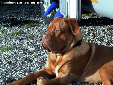 Bordeauxdogge Hunde Foto 14876 in höherer Auflösung ansehen Bordeauxdogge Horst aus Hofheim