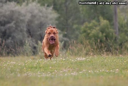 Bordeauxdogge Hunde Foto 45052 Bordeauxdogge Ich fliege