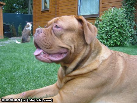 Bordeauxdogge Hunde Foto 22186 in höherer Auflösung ansehen Bordeauxdogge Darla aus Wien