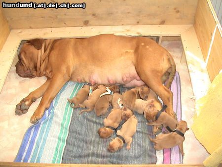 Bordeauxdogge Hunde Foto 3115 Bordeauxdogge Bordeauxdoggen Babys 23.03.2003 2 Tag