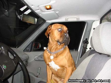 Bordeauxdogge Hunde Foto 7056 Bordeauxdogge Können wir jetzt endlich fahren?